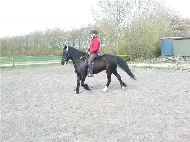 Verdens smukkeste pony billede 71