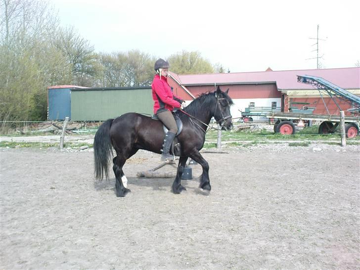 Verdens smukkeste pony billede 72