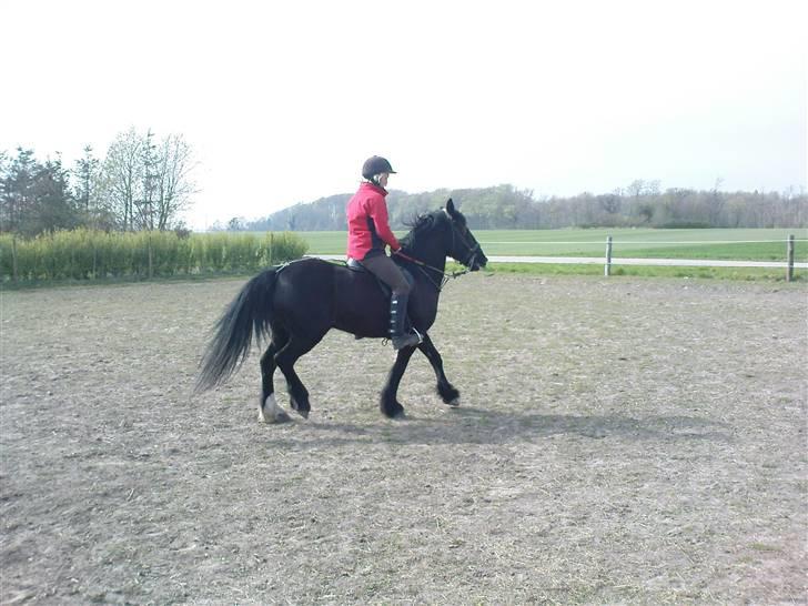 Verdens smukkeste pony billede 73