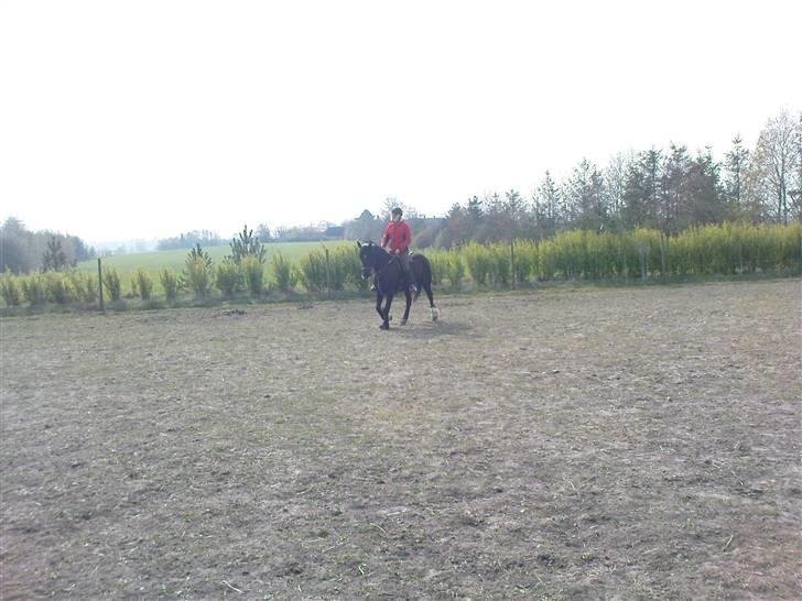 Verdens smukkeste pony billede 74