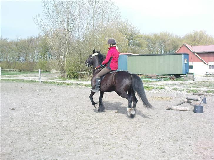 Verdens smukkeste pony billede 75