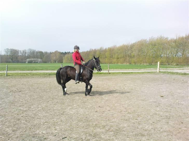 Verdens smukkeste pony billede 76