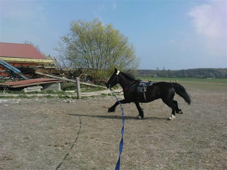 Verdens smukkeste pony billede 77