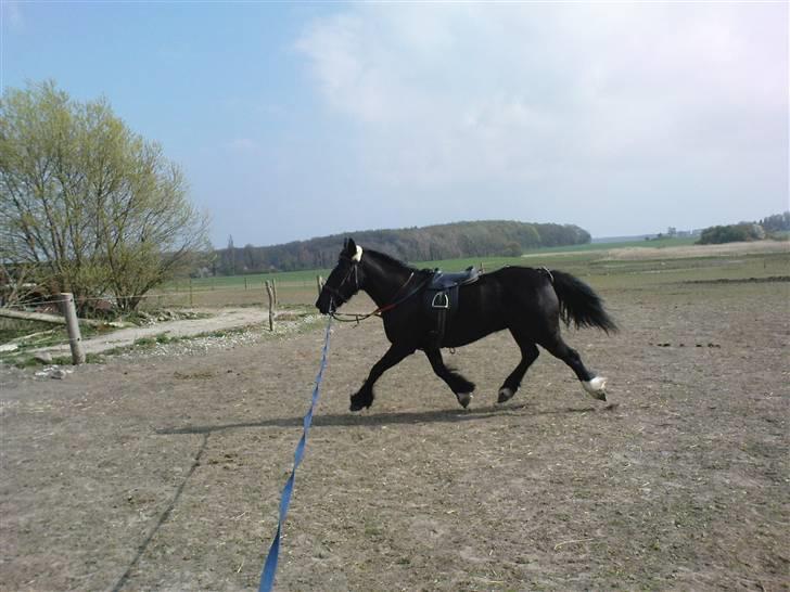 Verdens smukkeste pony billede 78