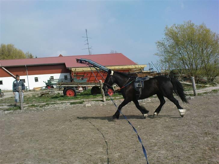 Verdens smukkeste pony billede 79