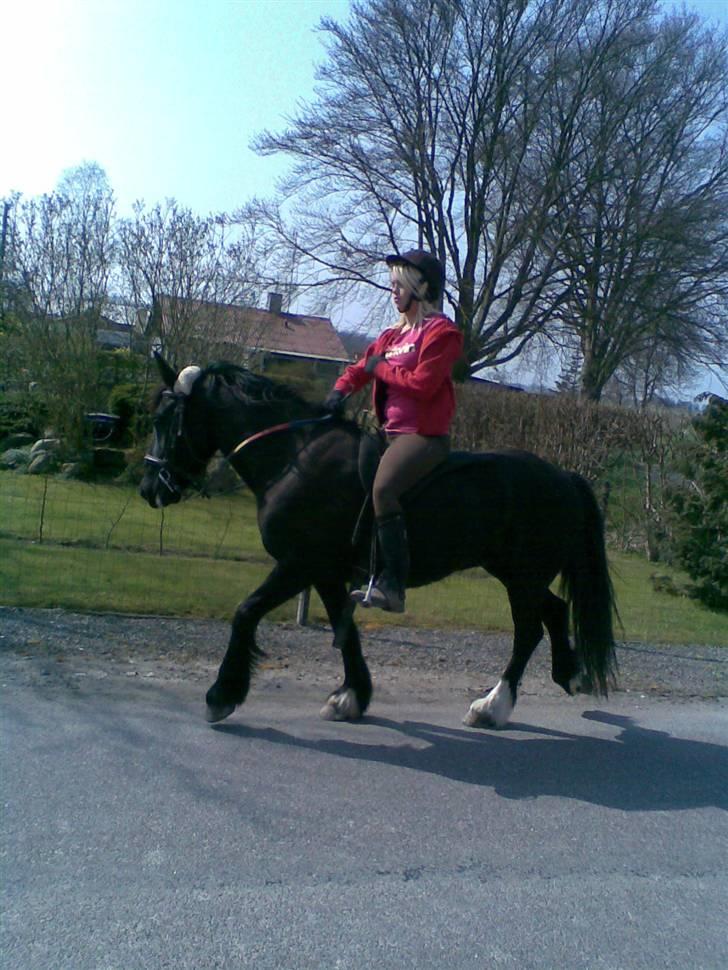 Verdens smukkeste pony billede 80