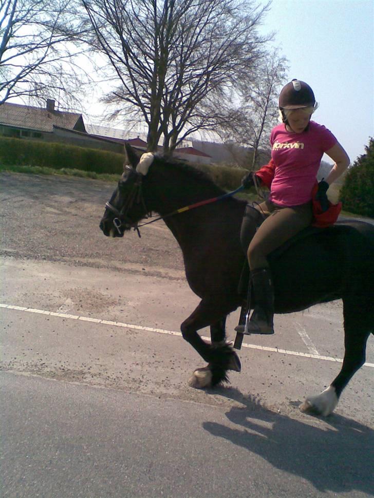 Verdens smukkeste pony billede 81