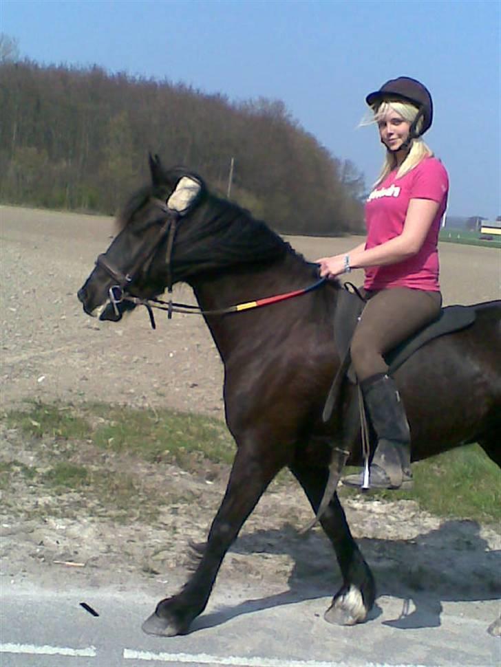 Verdens smukkeste pony billede 82