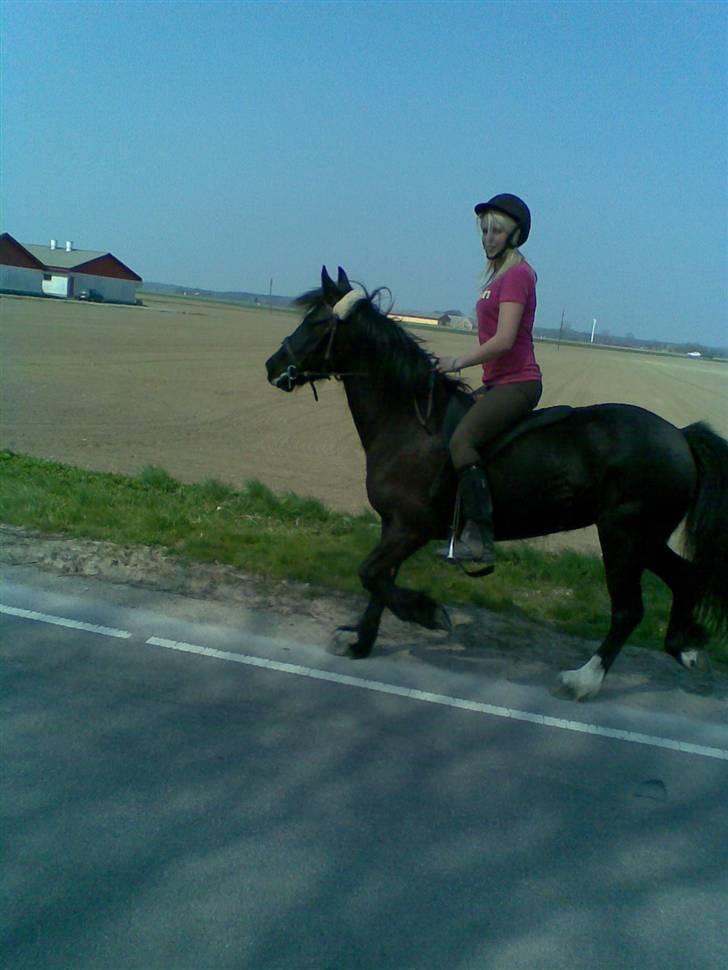 Verdens smukkeste pony billede 83