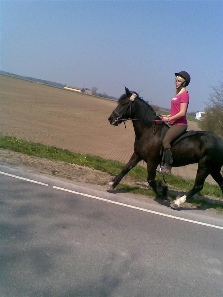 Verdens smukkeste pony billede 84