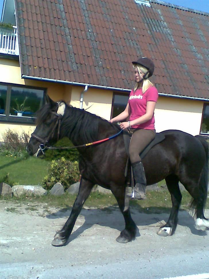 Verdens smukkeste pony billede 85