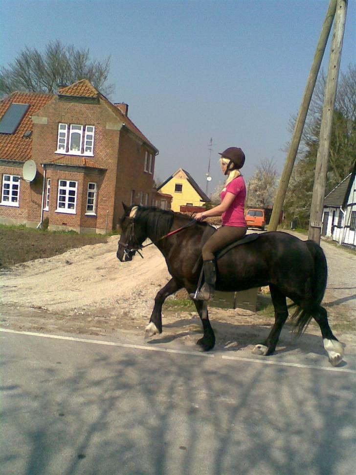 Verdens smukkeste pony billede 86