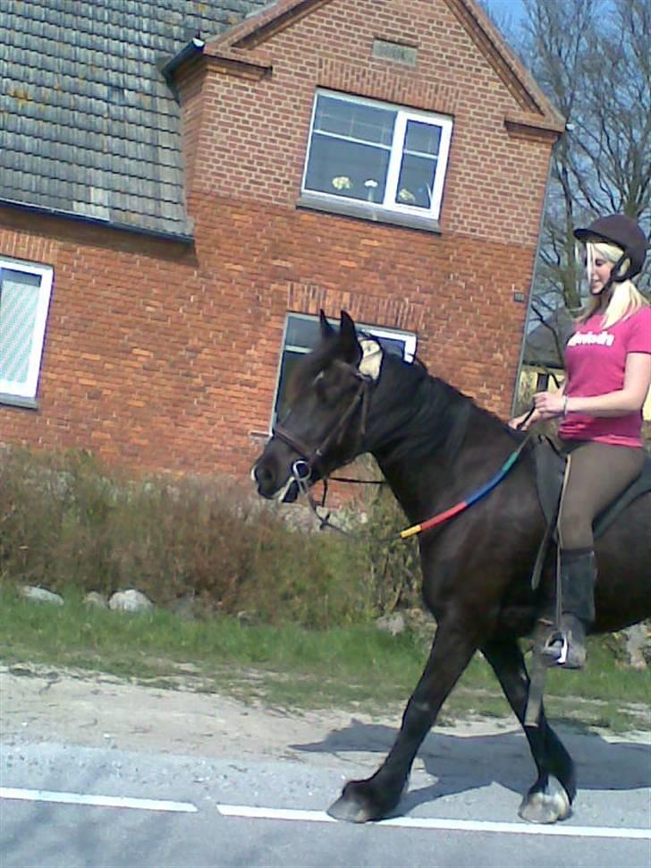 Verdens smukkeste pony billede 87