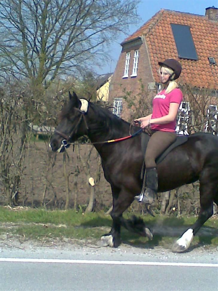 Verdens smukkeste pony billede 88