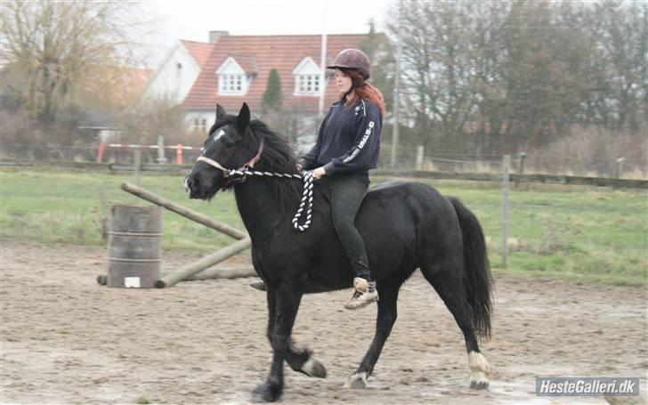 Verdens smukkeste pony billede 89