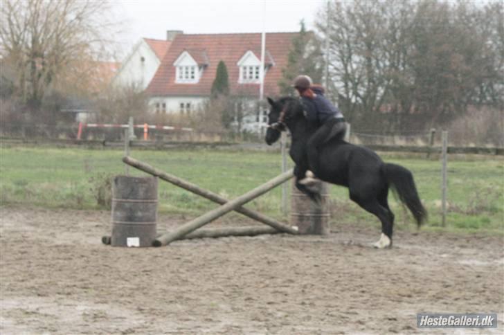 Verdens smukkeste pony billede 90