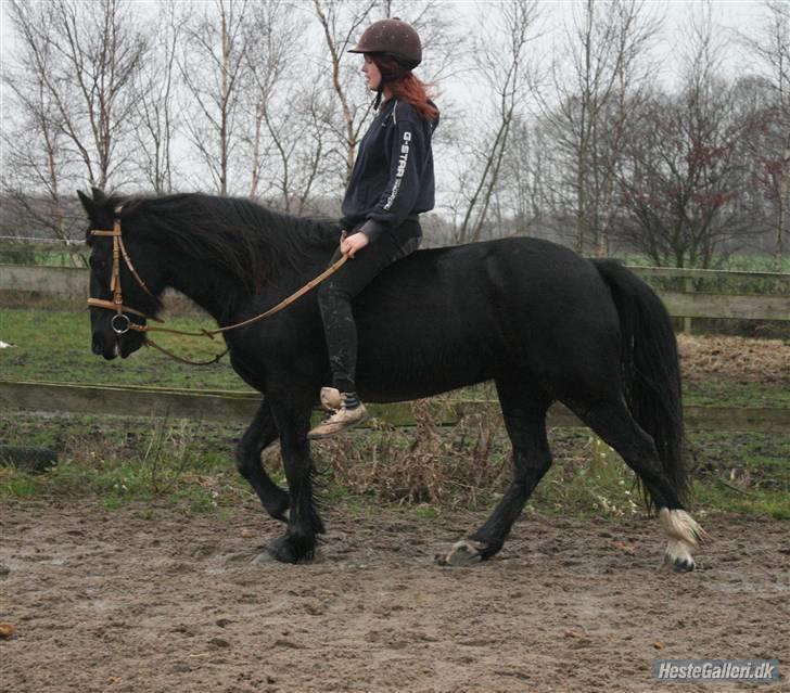 Verdens smukkeste pony billede 91