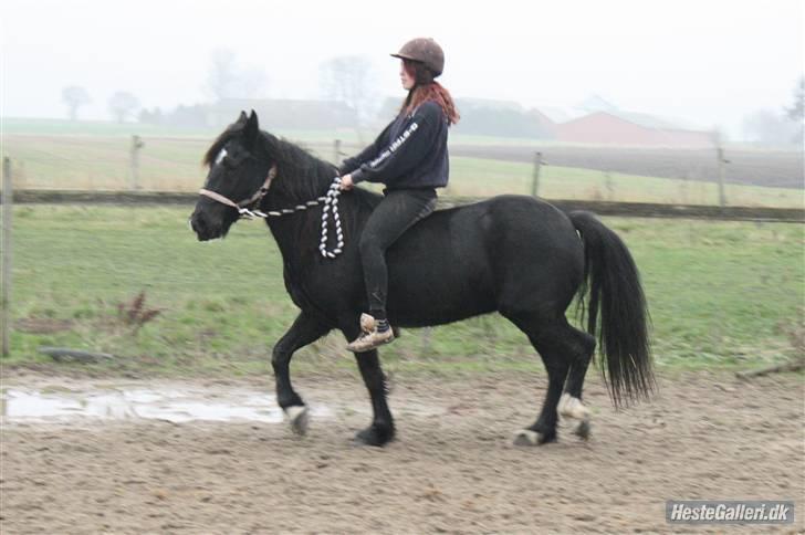 Verdens smukkeste pony billede 92