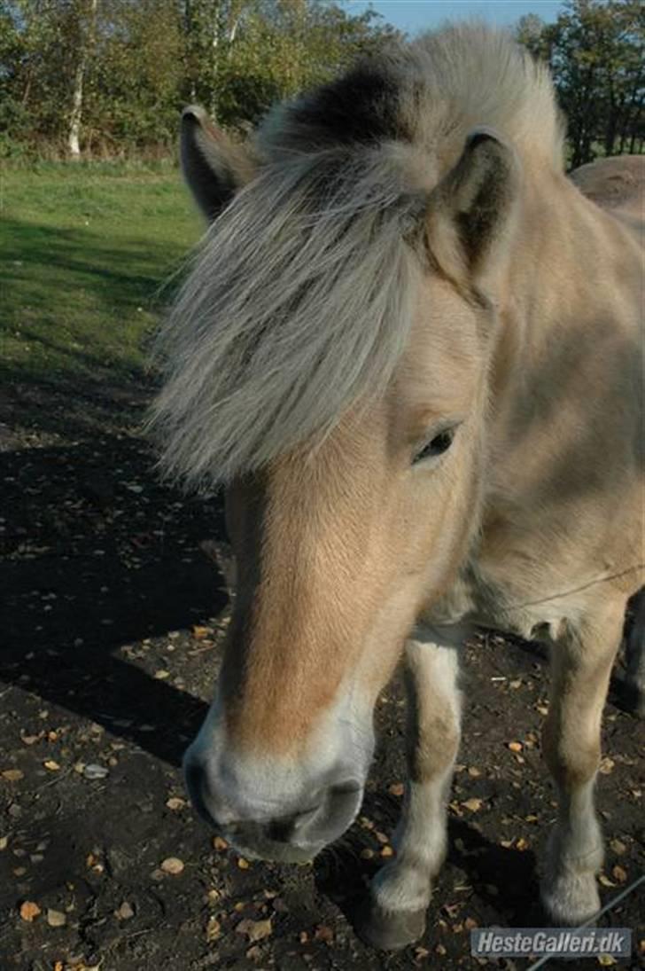 Sleipner - Smukkøhh pony<3 billede 2