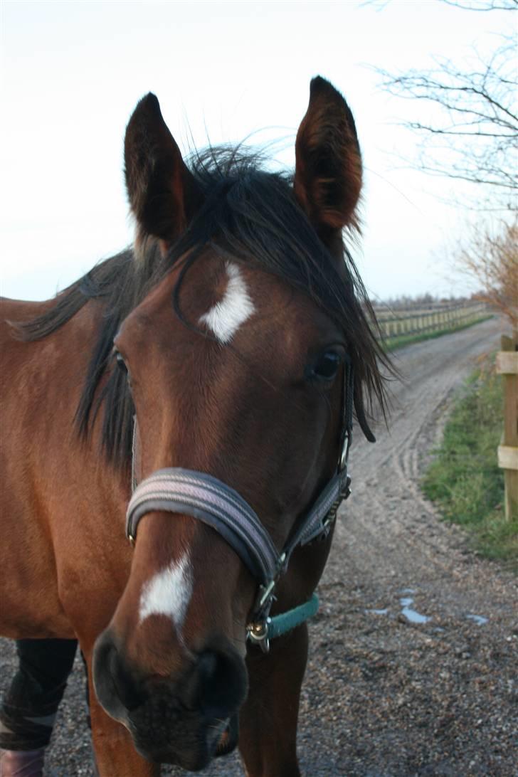 Lundebakken's Vanessa billede 1