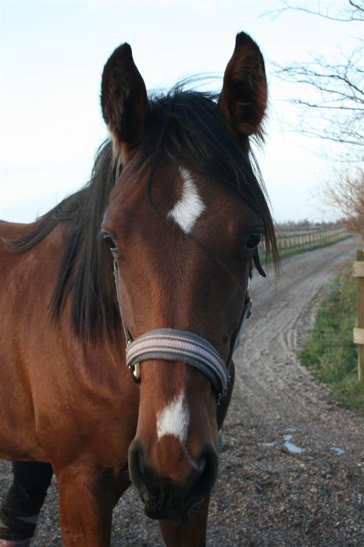 Lundebakken's Vanessa billede 3