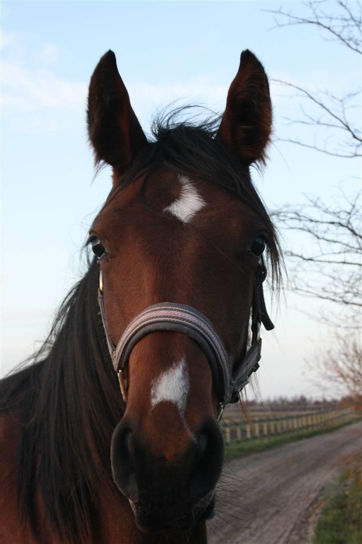 Lundebakken's Vanessa billede 4