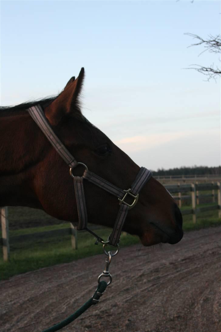 Lundebakken's Vanessa billede 5