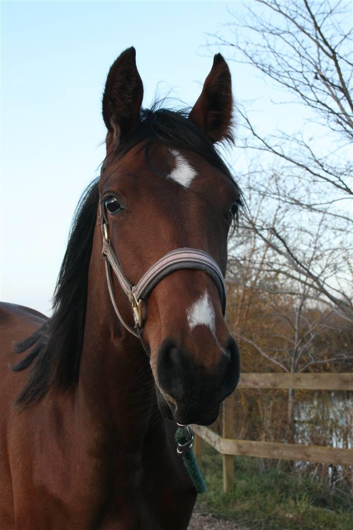 Lundebakken's Vanessa billede 6