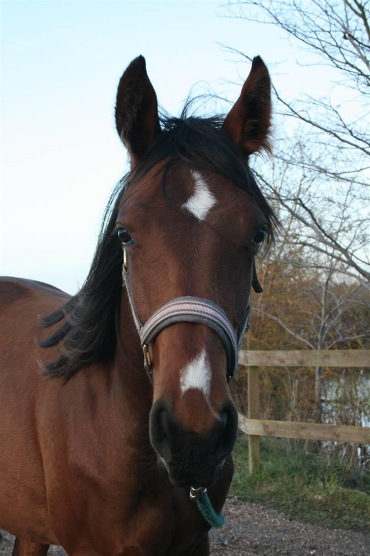 Lundebakken's Vanessa billede 7