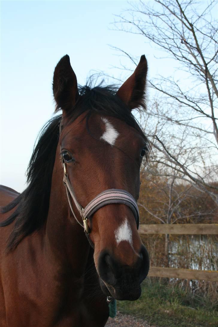 Lundebakken's Vanessa billede 8