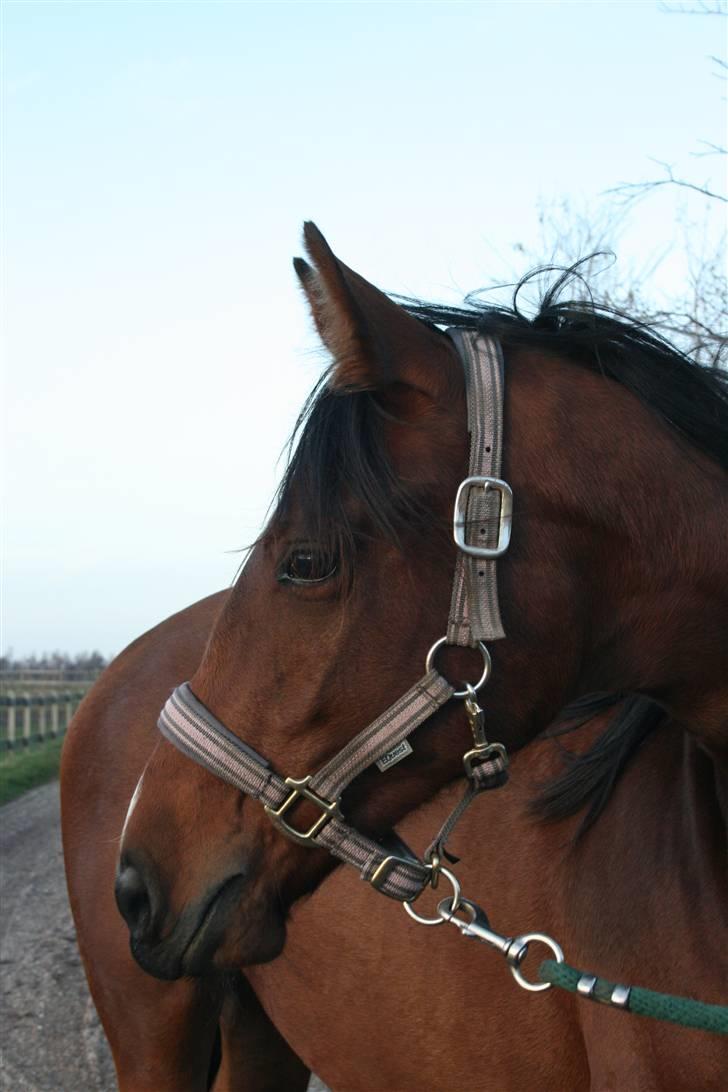 Lundebakken's Vanessa billede 9