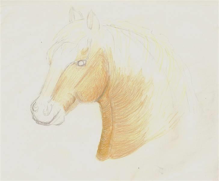 Mine Tegninger - Haflinger, 07 billede 6