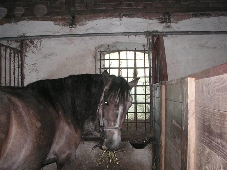 Hestebilleder - Tornado´s Chanell. En pony jeg red på rideskole fra 26. Februar 2008 - 26. Maj 2008. billede 1