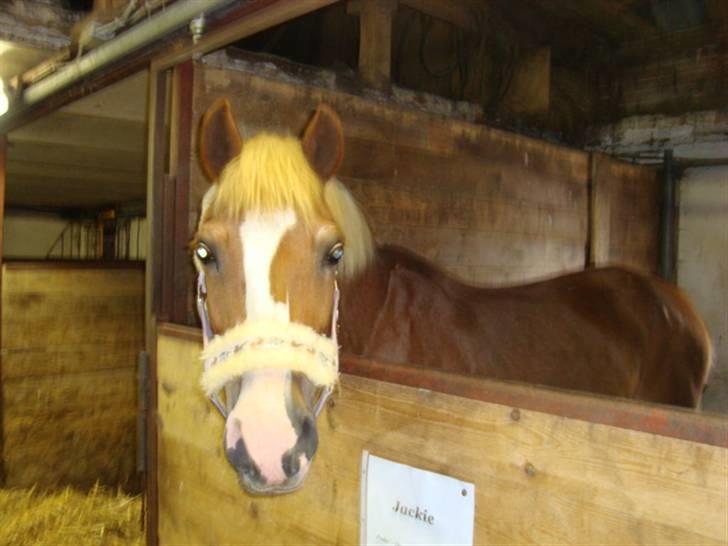 Hestebilleder - Jackie. En pony jeg red et par gange i rideundervisningen i September 2008. billede 2