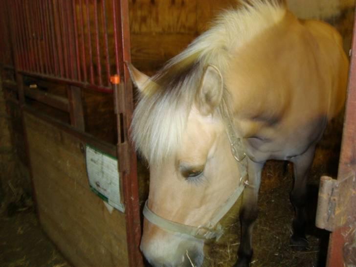 Hestebilleder - Tornado´s Lotte. En fjordhest jeg red et par gange i rideundervisningen i April 2008. billede 3