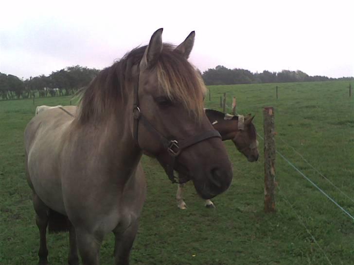 Hestebilleder - Anastasia. "Lunderskov´s Lucky Star" Min gamle 1´er pony. Mig og min tvillingsøster fik hende i fællesskab d. 23. Marts 2005 og solgte hende d. 1. Juni 2007. Savner hende:-) billede 4
