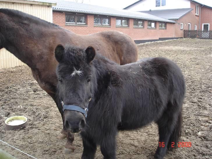 Hestebilleder - Klaus. Min gamle lille shetlandspony:-) Fik ham d. 1. August 1999 og solgte ham d. 4. December 2006. pga. jeg var blevet for stor til ham. Savner dig Klaus:-) billede 5
