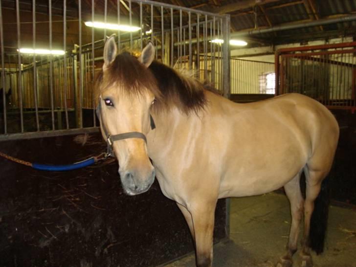 Hestebilleder - Sonny. 1´er pony blanding. Jeg begyndte at ride på ham fra d. 26. Maj 2008.
Han var elevhest på GERF fra 1. Maj 2005 til 1. Maj 2009.
Jeg købte Sonny d. 1. Maj 2009. Og så blev han afmeldt som elevhest. billede 6