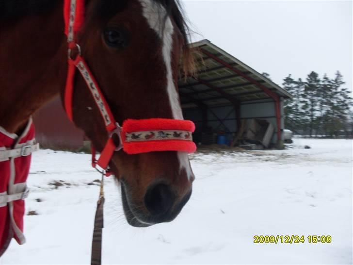 Snebilleder af Malou og Nederbygårdens Golden Champion (: - Diverse hest - Fotos fra AARK - Linding .
