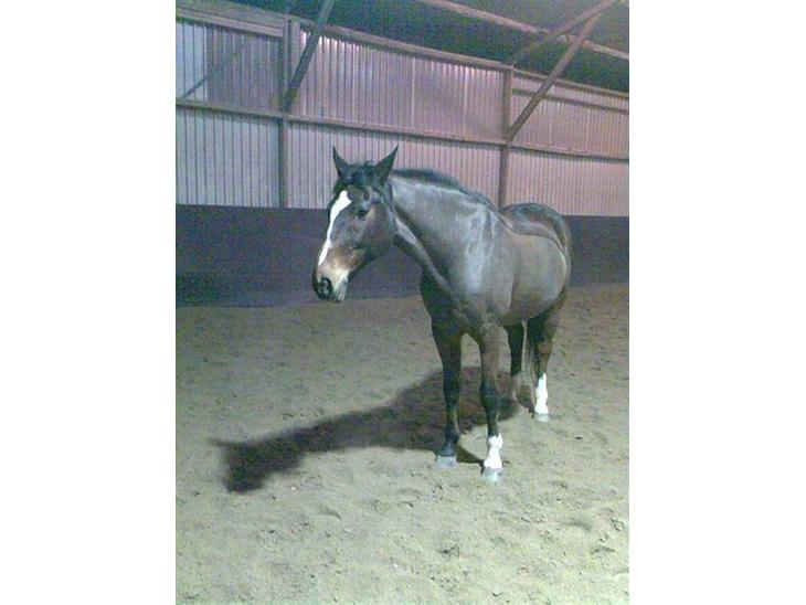 {{currentPhoto.altText}} billede {{currentPhoto.number}}