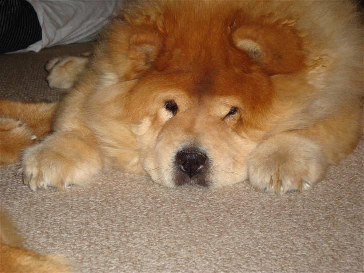 Mine hunde! *; - Nytårsaften 08-09 xD <3
trætte baomu! billede 1