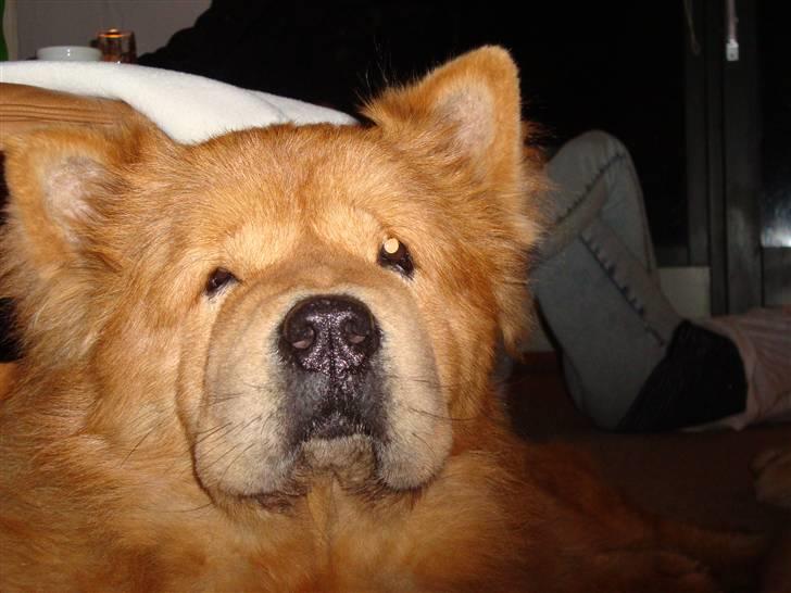 Mine hunde! *; - Kenzo du ligner en der har set et spøgelse? billede 2