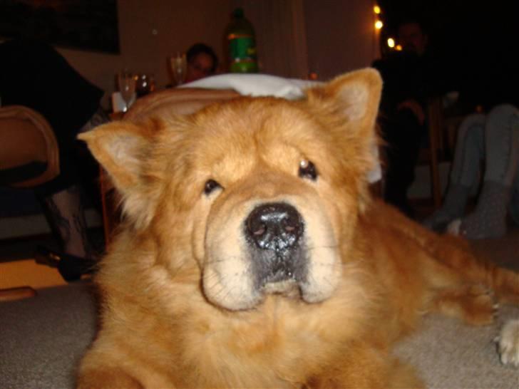 Mine hunde! *; - Kenzo billede 4