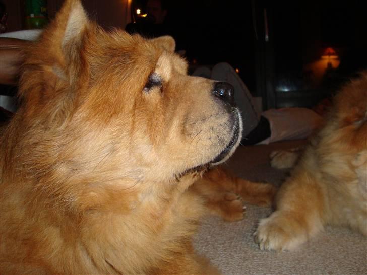 Mine hunde! *; - Kenzo billede 5