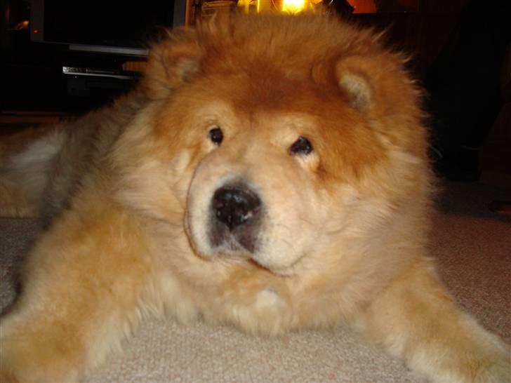 Mine hunde! *; - Halloé? billede 6