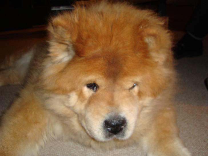 Mine hunde! *; - Hmm :D billede 7