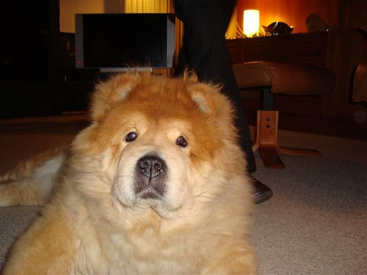 Mine hunde! *; - Trætte musse, nytårsaften 08-09 xD billede 8