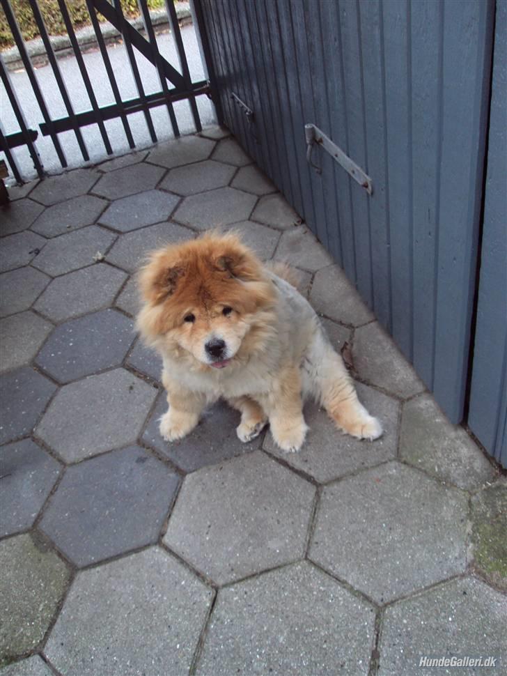 Mine hunde! *; - Min lille hund! <3 billede 11