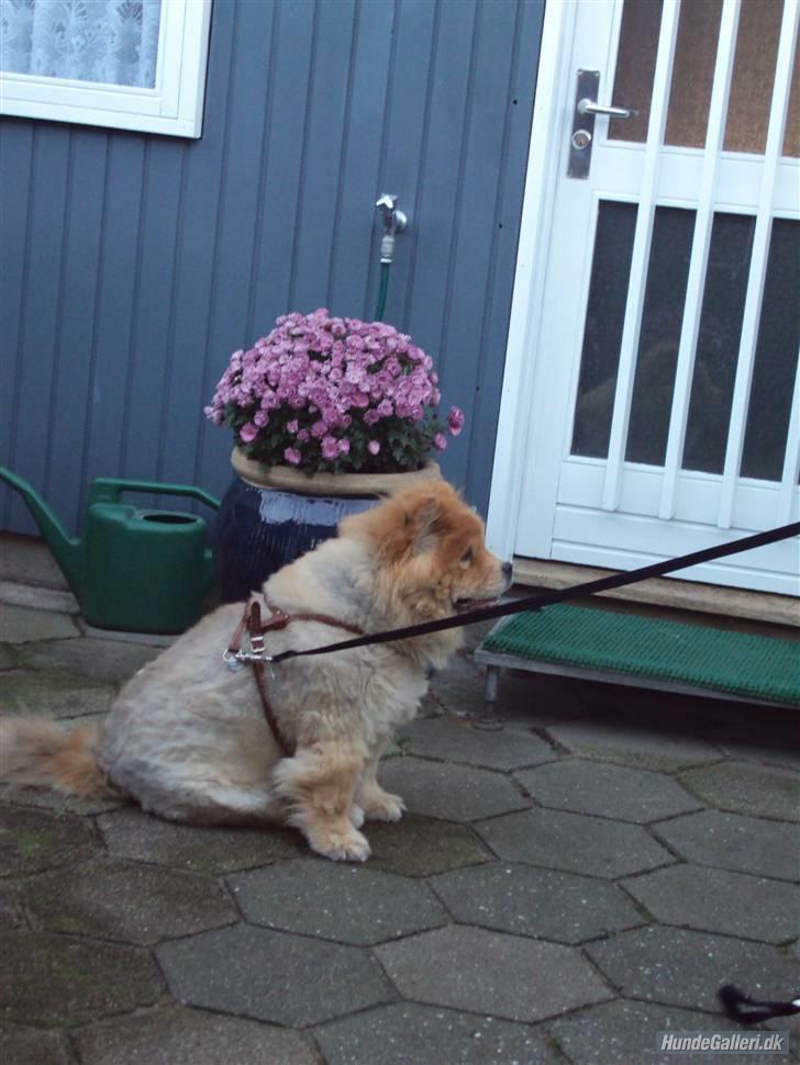 Mine hunde! *; - Hehe :D billede 13