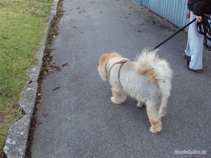 Mine hunde! *; - Ude og gå tur :D billede 14